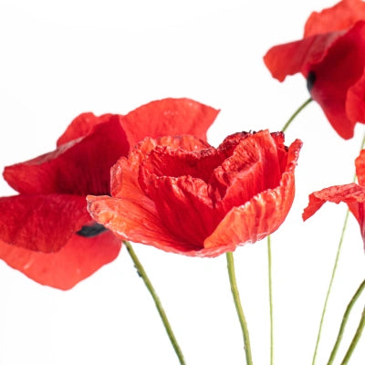 Fragrance Floral scent