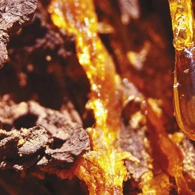 woody,creamy scent, Elianto